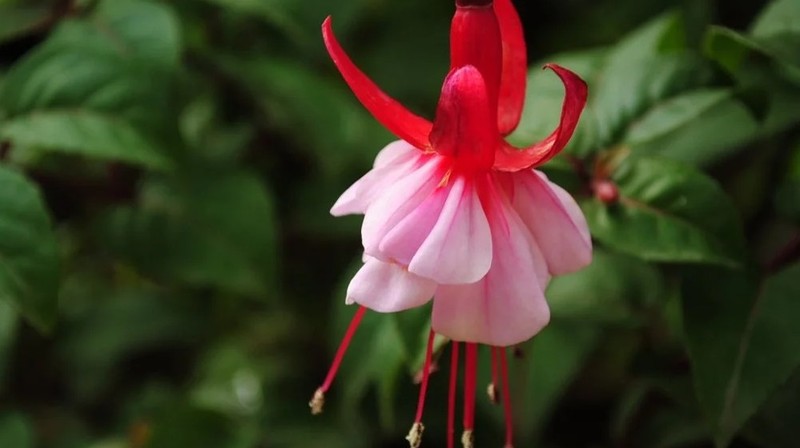 Suc khoe doi dao, 3 con giap nay ve gia song vo lo vo nghi