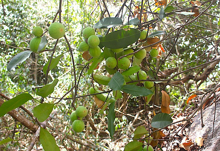 Loai qua dai gio la dac san duoc “san lung”, gia 210.000 dong/kg-Hinh-5