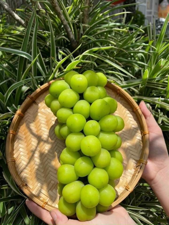 Su that “hai hung” ve nho mau don 100.000 dong/kg-Hinh-9