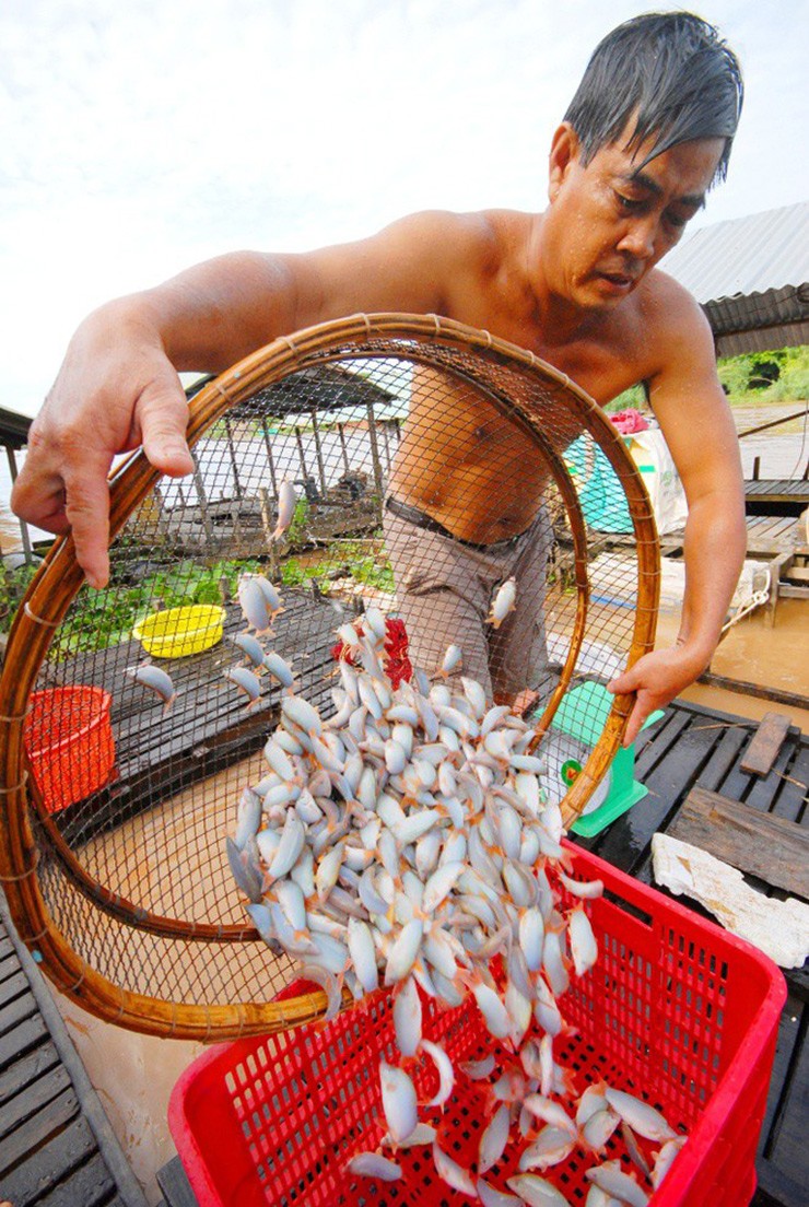 Loai ca la hoa “mo vang”, ban 800.000/kg nguoi mua nuom nuop-Hinh-10