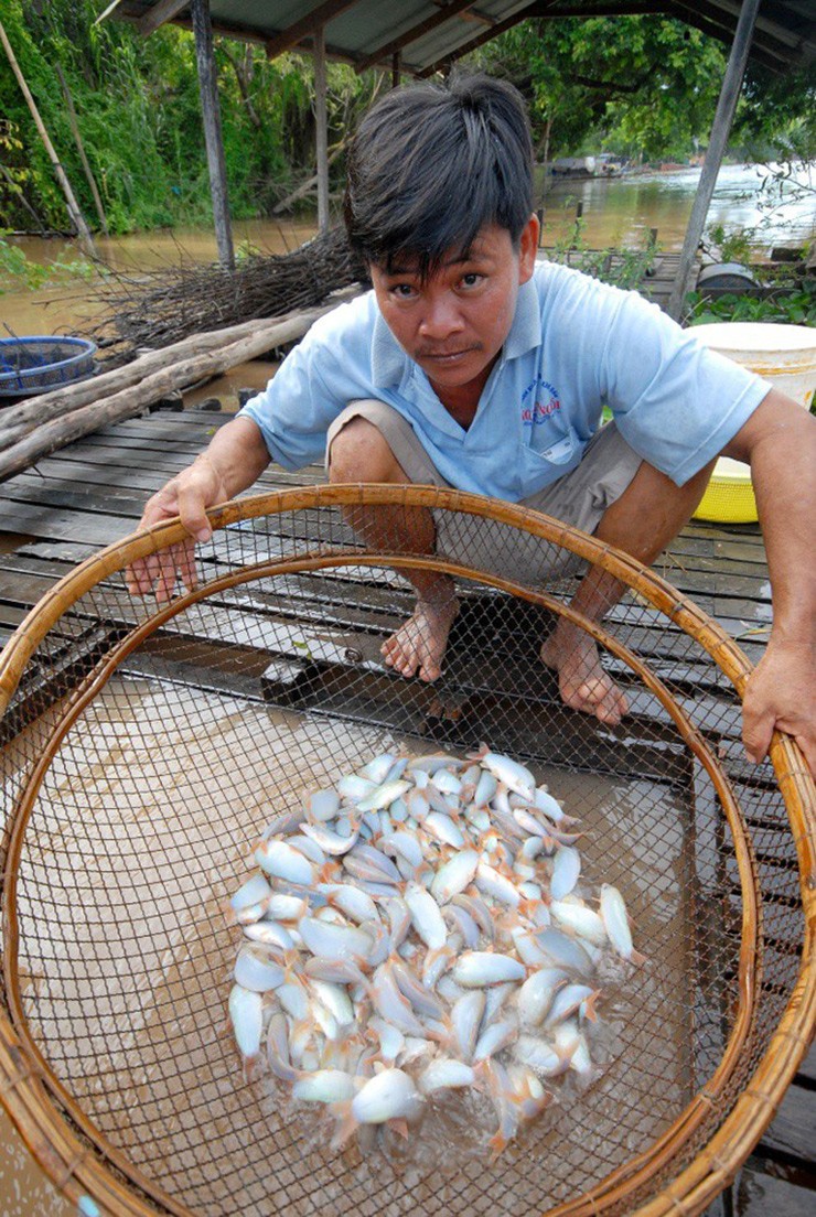 Loai ca la hoa “mo vang”, ban 800.000/kg nguoi mua nuom nuop-Hinh-9