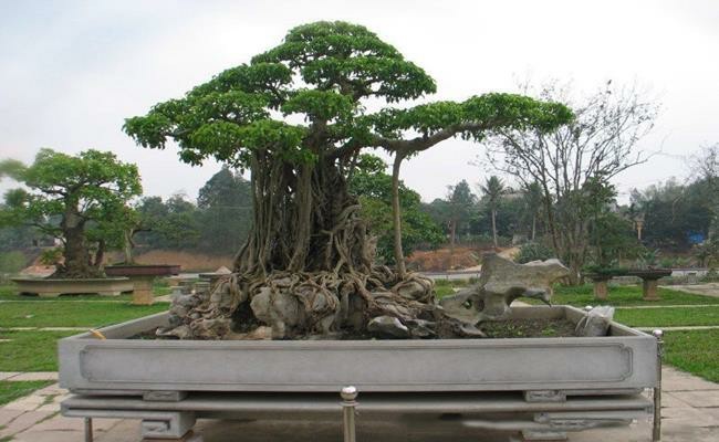 Chiem nguong “sieu cay” cua dai gia Viet khien bao ngoai tram tro-Hinh-9