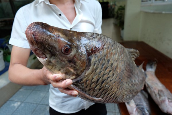 3 dac san tien vua gia “chat” duoc dai gia Viet san lung-Hinh-10