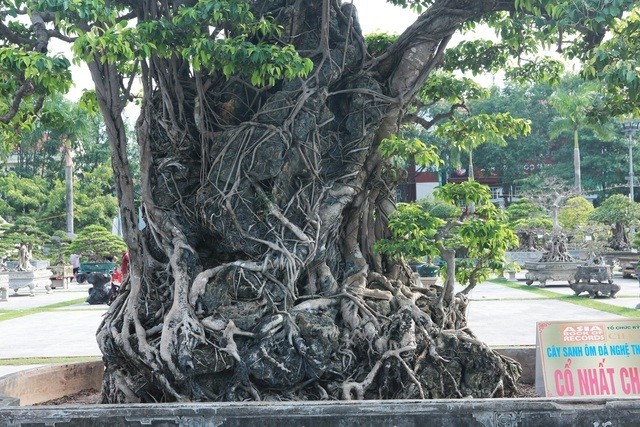 Cay sanh co nhat chau A, dai gia doi 8 lo dat khong ban-Hinh-4