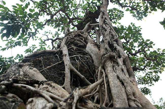 Cay sanh co nhat chau A, dai gia doi 8 lo dat khong ban-Hinh-7