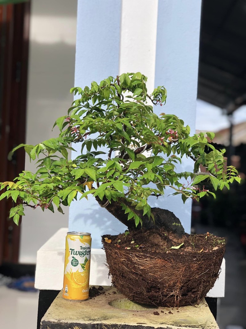 Man nhan nhung chau khe bonsai dang sieu dep-Hinh-10