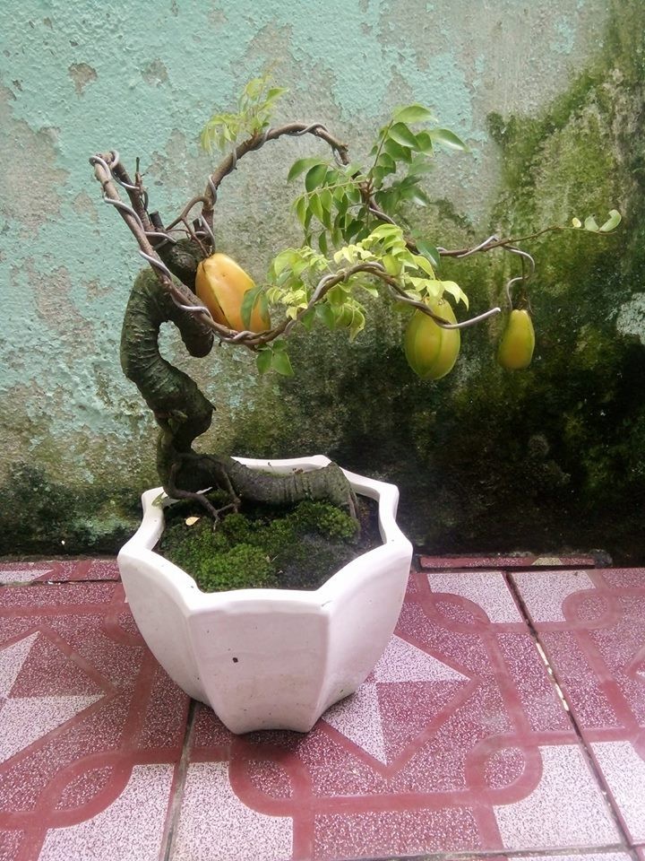 Man nhan nhung chau khe bonsai dang sieu dep-Hinh-3