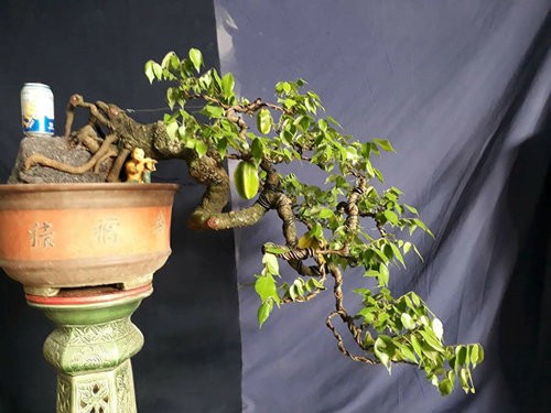Man nhan nhung chau khe bonsai dang sieu dep-Hinh-5