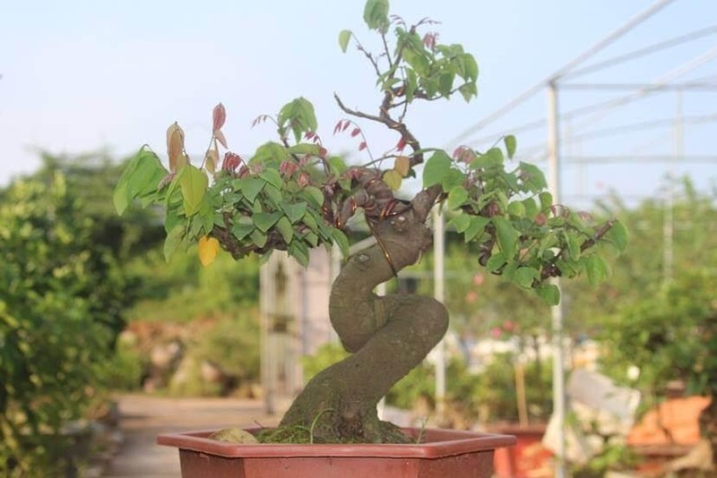 Man nhan nhung chau khe bonsai dang sieu dep-Hinh-6