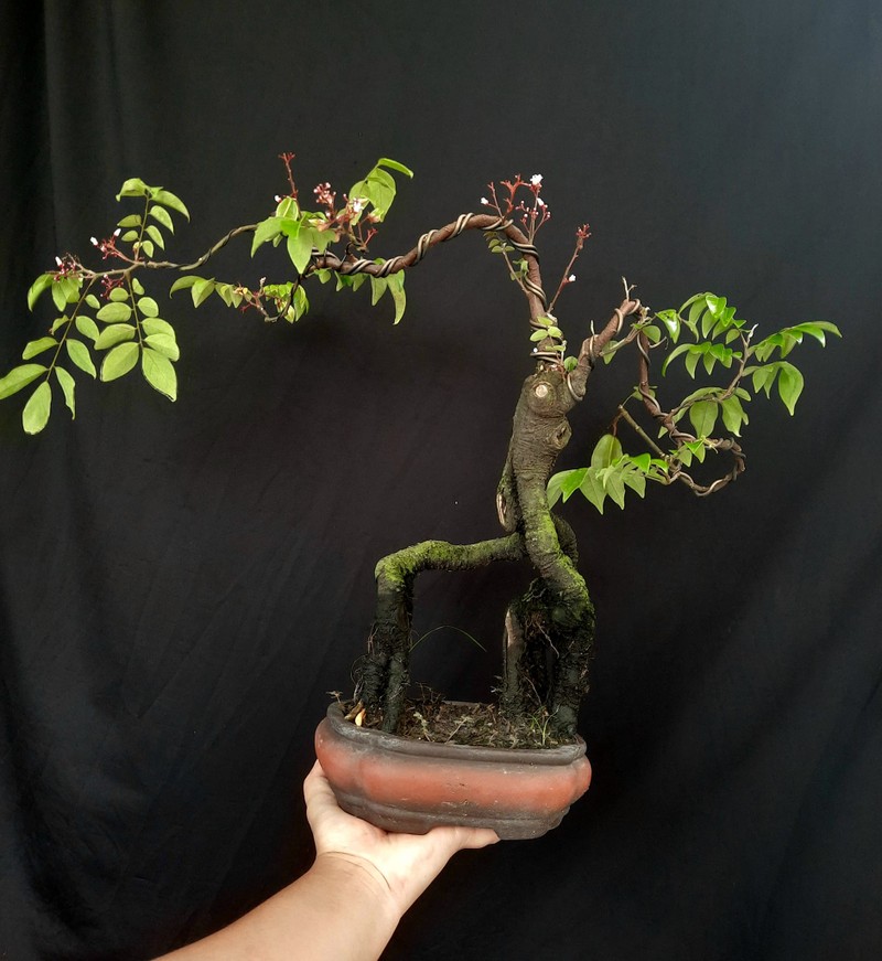 Man nhan nhung chau khe bonsai dang sieu dep-Hinh-9