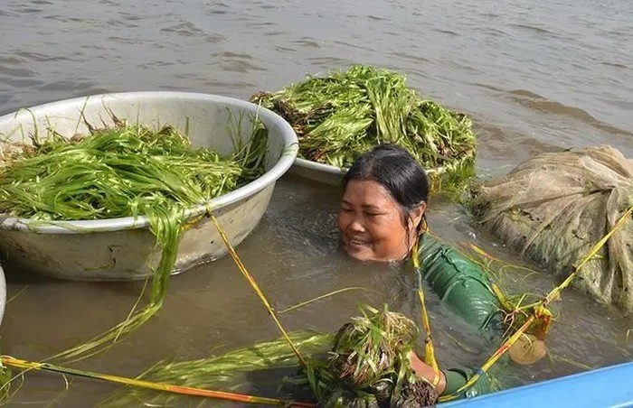 3 loai co dai bat ngo thanh “kho vang” cua nong dan-Hinh-4