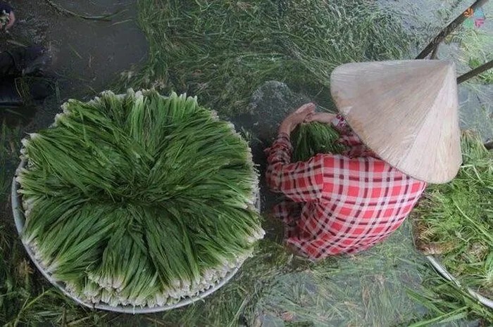 3 loai co dai bat ngo thanh “kho vang” cua nong dan