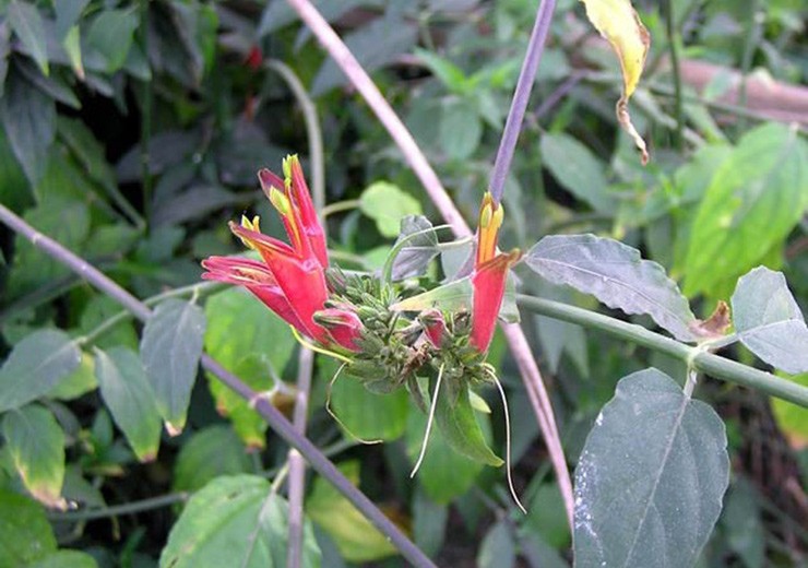 Loai cay dai lam hang rao khong ngo la dac san noi tieng-Hinh-8