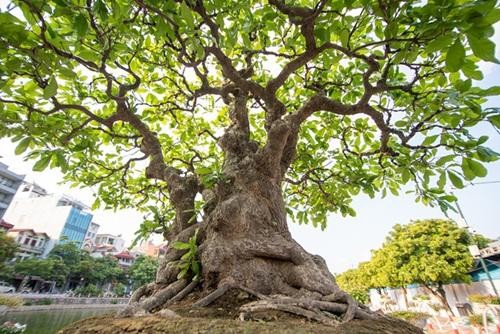 Can canh cay loc vung 5 than ngu phuc khien dai gia “me man“-Hinh-2