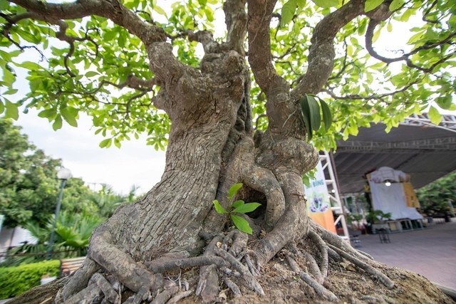 Can canh cay loc vung 5 than ngu phuc khien dai gia “me man“-Hinh-6