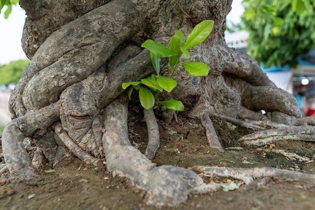 Can canh cay loc vung 5 than ngu phuc khien dai gia “me man“-Hinh-8