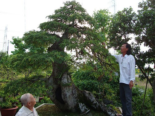 Chiem nguong loat bonsai tien ty cua “vua me” o mien Tay-Hinh-10