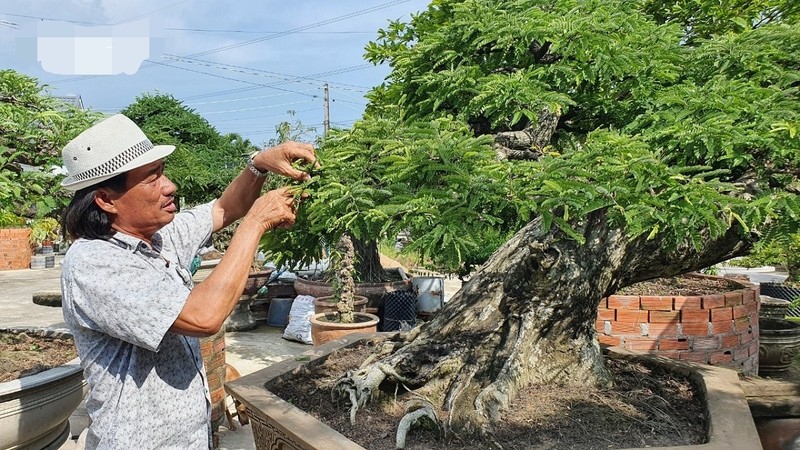 Chiem nguong loat bonsai tien ty cua “vua me” o mien Tay-Hinh-3