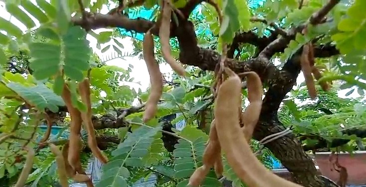 Chiem nguong loat bonsai tien ty cua “vua me” o mien Tay-Hinh-5