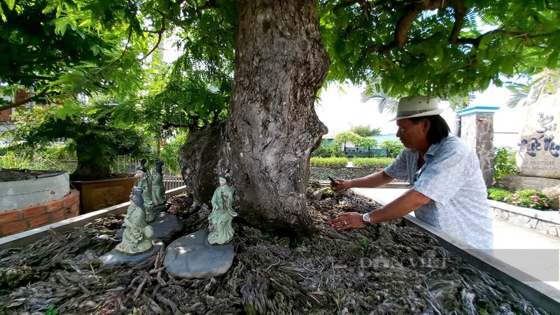 Chiem nguong loat bonsai tien ty cua “vua me” o mien Tay-Hinh-7