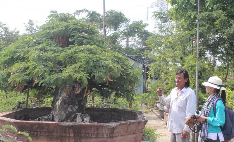 Chiem nguong loat bonsai tien ty cua “vua me” o mien Tay-Hinh-8