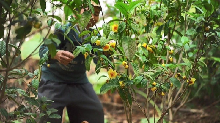 Cay moc dai thanh “nu hoang” tra, gia 20 trieu dong/kg-Hinh-14