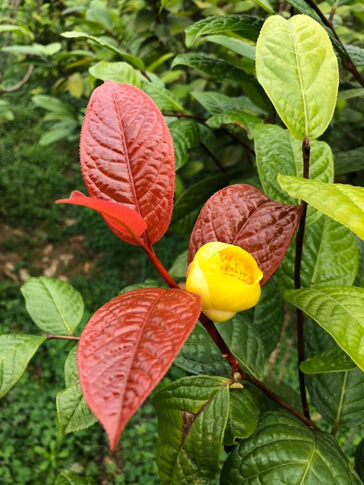 Cay moc dai thanh “nu hoang” tra, gia 20 trieu dong/kg-Hinh-2