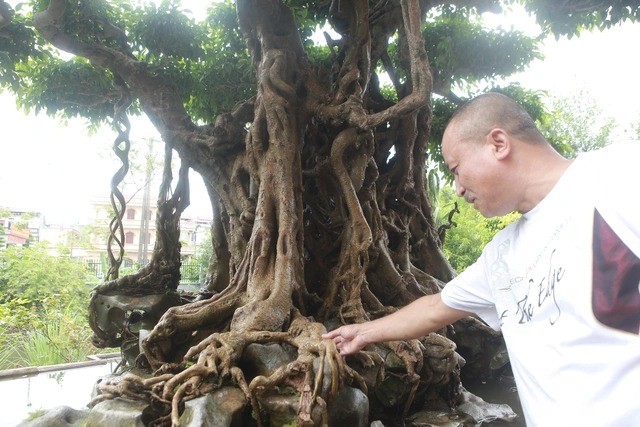 Cay sanh co dac biet, dai gia chi 100 cay vang khong mua noi-Hinh-3