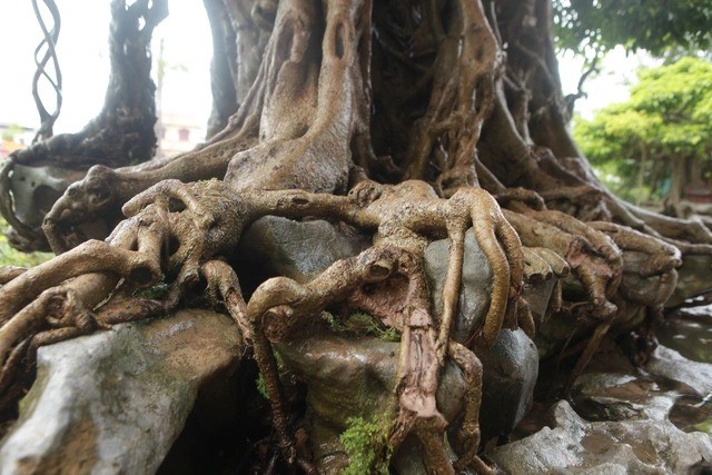 Cay sanh co dac biet, dai gia chi 100 cay vang khong mua noi-Hinh-4