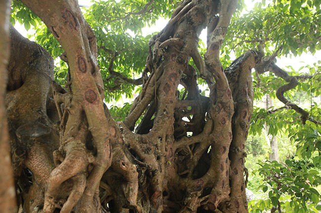 Cay sanh co dac biet, dai gia chi 100 cay vang khong mua noi-Hinh-6