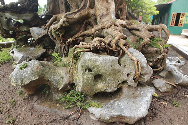 Cay sanh co dac biet, dai gia chi 100 cay vang khong mua noi-Hinh-9