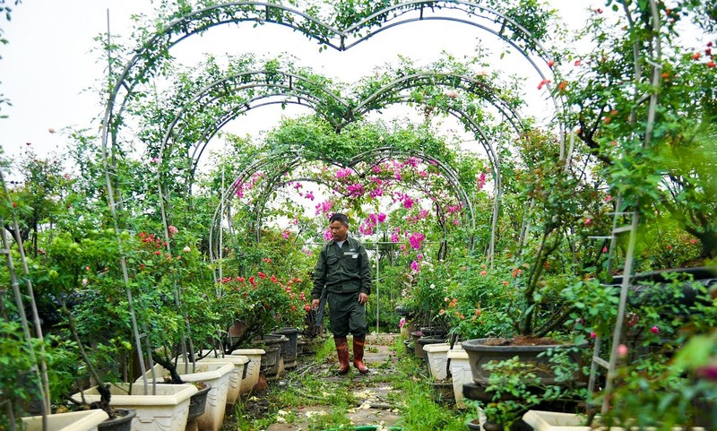 Trong hoa hong bonsai, chu vuon Ha Noi thu 