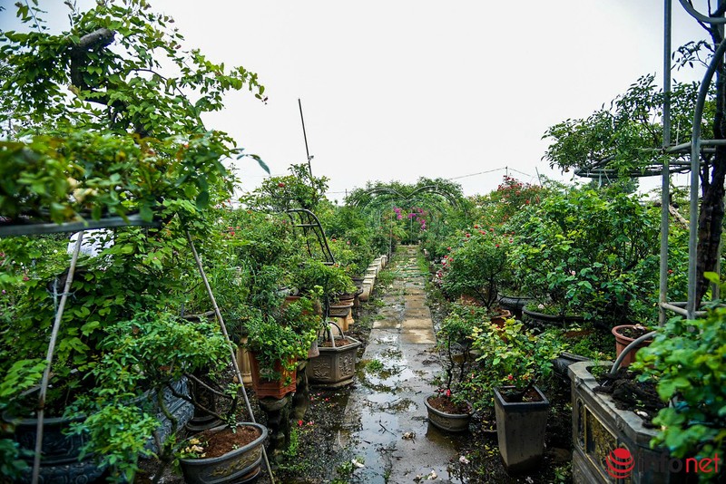 Trong hoa hong bonsai, chu vuon Ha Noi thu 