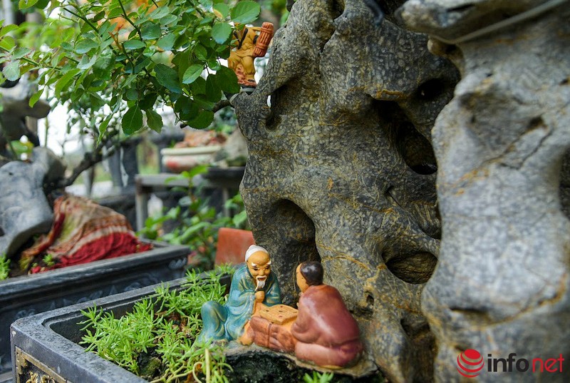 Trong hoa hong bonsai, chu vuon Ha Noi thu 