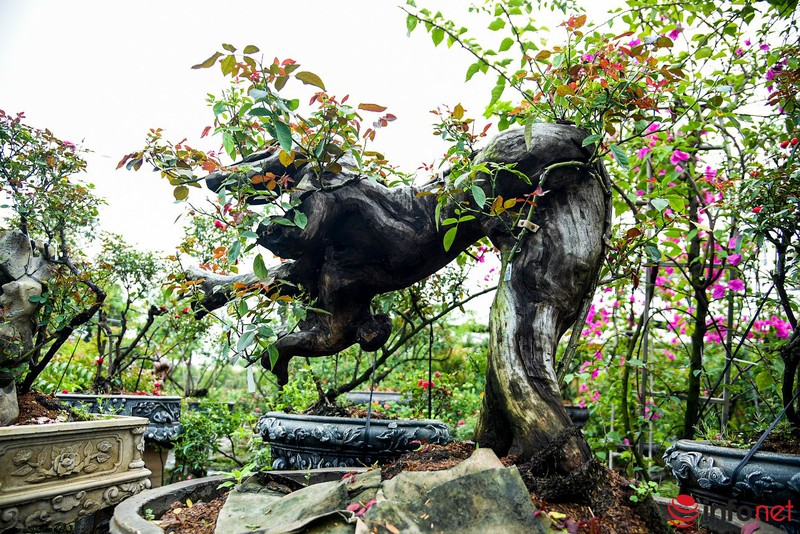 Trong hoa hong bonsai, chu vuon Ha Noi thu 