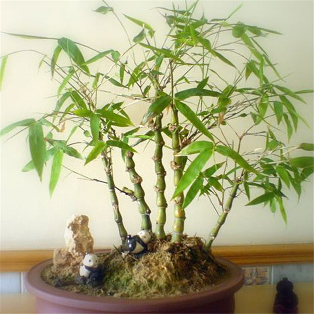 Me man loat tre bonsai sieu doc choi Tet-Hinh-10