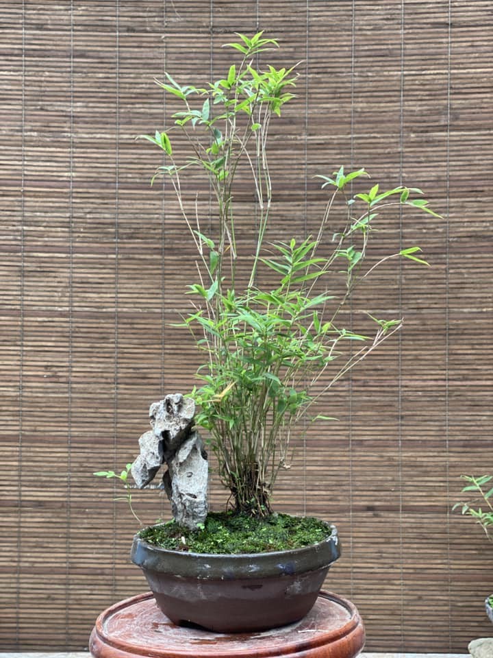 Me man loat tre bonsai sieu doc choi Tet-Hinh-3