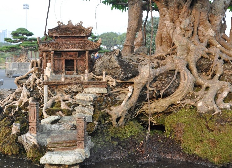 Chiem nguong sanh co tri gia hang tram cay vang cua dai gia Ha Noi-Hinh-4