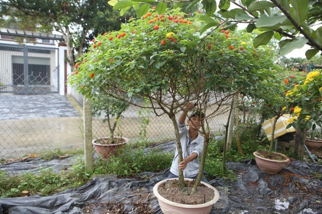 Me man loat hoa dai len doi thanh bonsai choi Tet-Hinh-9