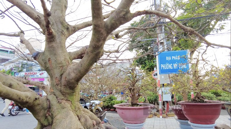 Ngam cu mai tram tuoi tien ty cho dai gia “don” ve an Tet-Hinh-11