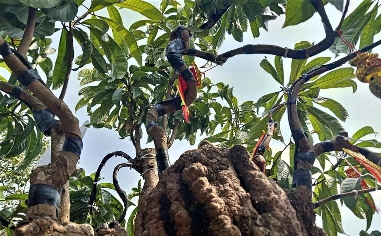 Choang ngop nhung cay trung ga bonsai “het” gia tien ty-Hinh-11