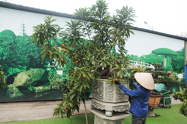 Choang ngop nhung cay trung ga bonsai “het” gia tien ty-Hinh-12