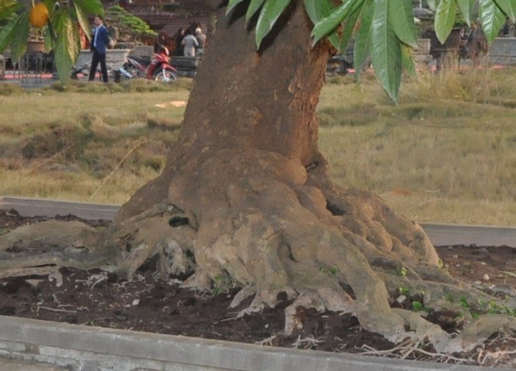 Choang ngop nhung cay trung ga bonsai “het” gia tien ty-Hinh-4