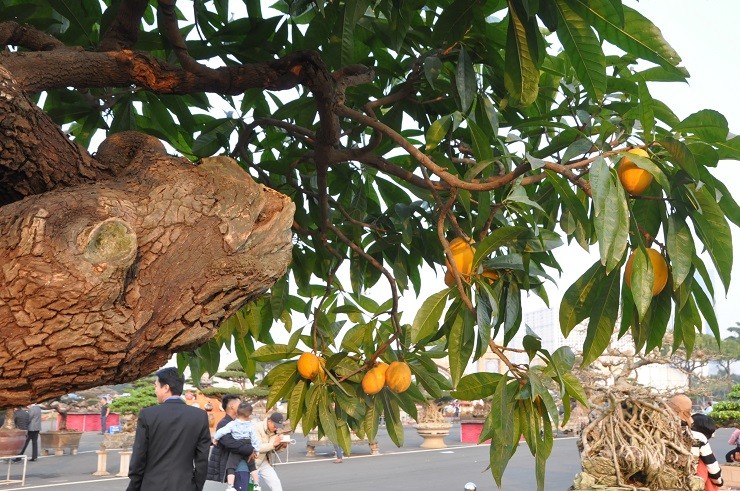 Choang ngop nhung cay trung ga bonsai “het” gia tien ty-Hinh-5