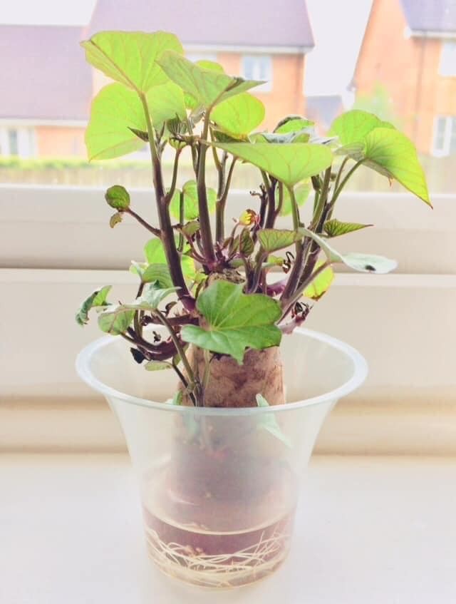 “Ngan ngo” ngam bonsai rau cu qua la mat don Tet Nguyen dan-Hinh-2