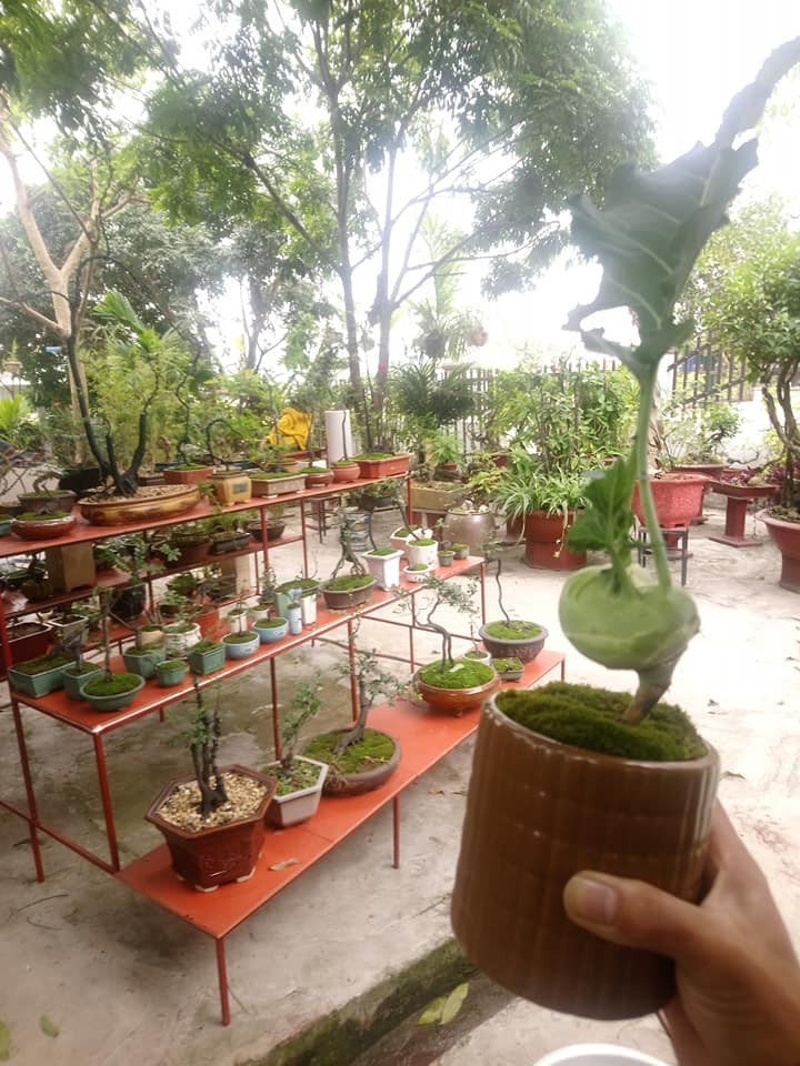 “Ngan ngo” ngam bonsai rau cu qua la mat don Tet Nguyen dan-Hinh-3