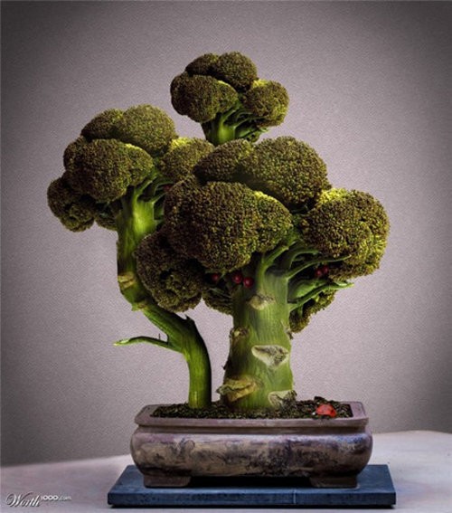 “Ngan ngo” ngam bonsai rau cu qua la mat don Tet Nguyen dan-Hinh-4