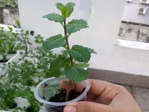 “Ngan ngo” ngam bonsai rau cu qua la mat don Tet Nguyen dan-Hinh-6