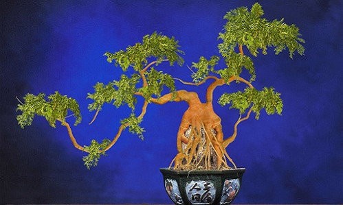 “Ngan ngo” ngam bonsai rau cu qua la mat don Tet Nguyen dan-Hinh-7