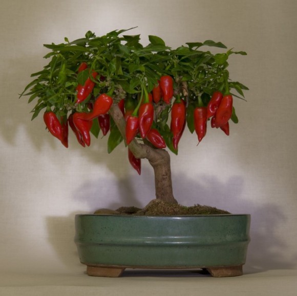 “Ngan ngo” ngam bonsai rau cu qua la mat don Tet Nguyen dan-Hinh-8